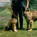 Heba i Julie, leonberger #psy