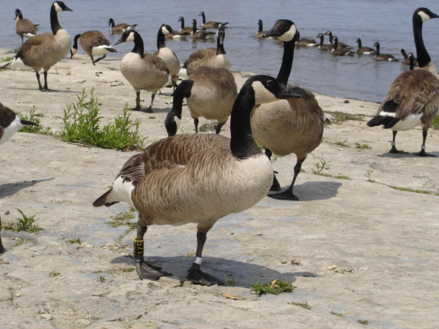 Various pictures of ducks. #Duck #ducks #water #animal #bird #kak #kaka #kaczka #kaczki #feathery #feather #quack #EIKOS