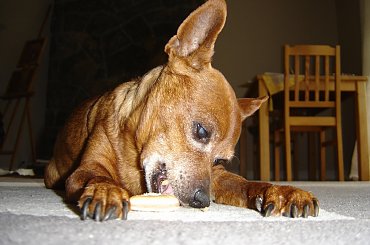 Eikos Media Group, 1998-2006. #Poofter #Goldenburg #Chihuahua #Mexican #Mexico #Dog #Animal #PGoldenburg #Goldenberg #EIKOS