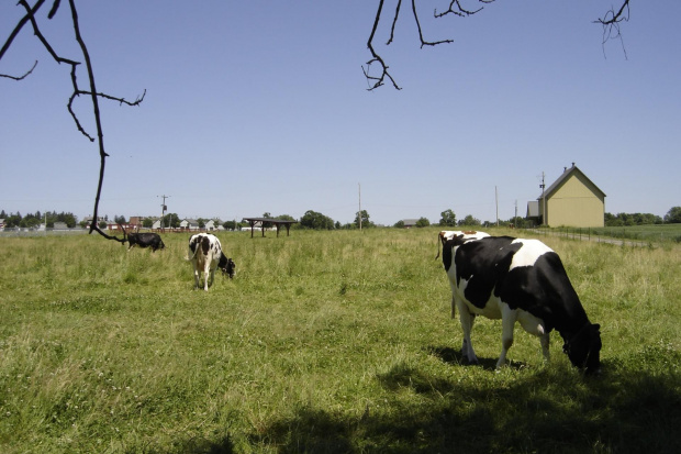 Various pictures of cows. #Cow #Cattle #Bovine #Krowa #Mleka #Mleko #Bull #Animal #moo