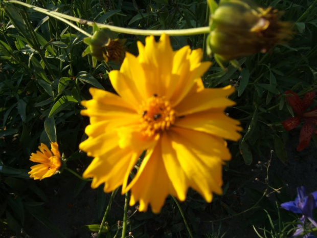 Żółty kwiat #nachyłek #ŻółtyKwiat