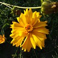 Żółty kwiat #nachyłek #ŻółtyKwiat