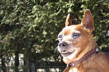 Eikos Media Group, 1998-2006 #Poofter #Goldenburg #Chihuahua #Mexican #Mexico #Dog #Animal #PGoldenburg #Goldenberg #EIKOS