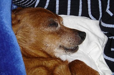 Eikos Media Group, 1998-2006. #Poofter #Goldenburg #Chihuahua #Mexican #Mexico #Dog #Animal #PGoldenburg #Goldenberg #EIKOS