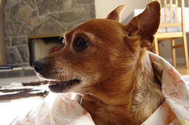 Eikos Media Group, 1998-2006 #Poofter #Goldenburg #Chihuahua #Mexican #Mexico #Dog #Animal #PGoldenburg #Goldenberg #EIKOS