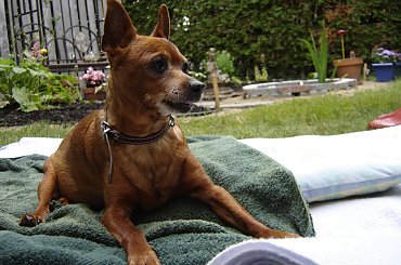 Eikos Media Group, 1998-2006 #Poofter #Goldenburg #Chihuahua #Mexican #Mexico #Dog #Animal #PGoldenburg #Goldenberg #EIKOS