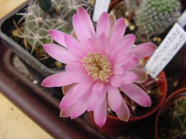 Gymnocalycium michanovichii