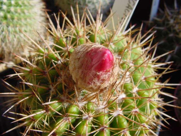 Notocactus Sp.