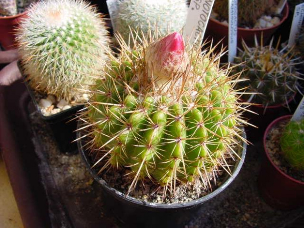 Notocactus Sp.