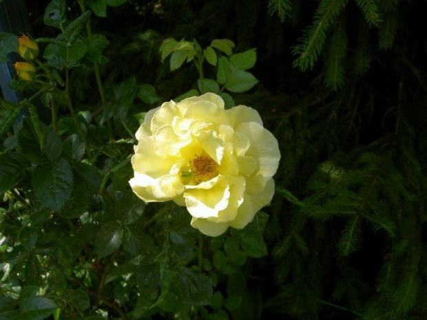 #róze #ogród