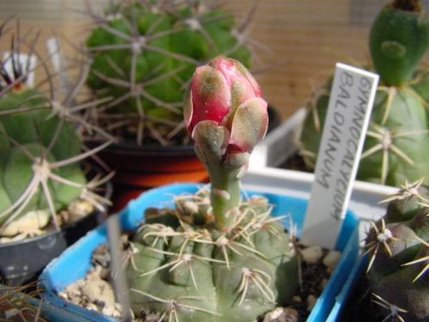 Gymnocalycium baldianum