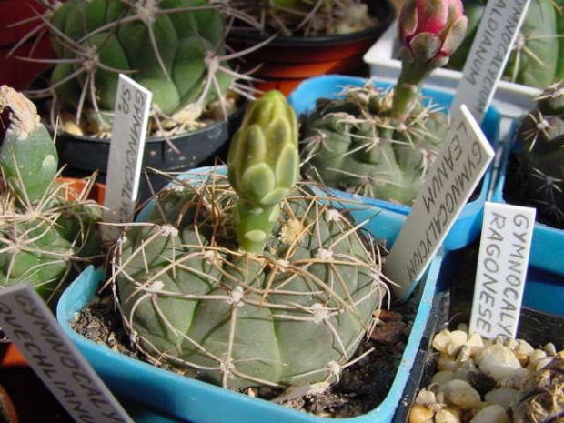 Gymnocalycium leeanum