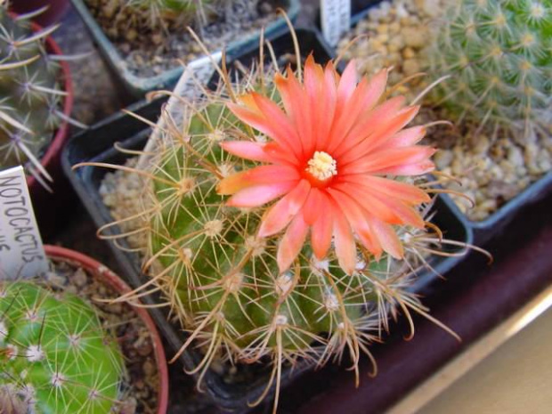 Parodia marianana