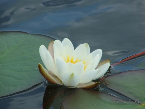 Jezioro Łukcze #lilia #grzybień #kwiat #kwiatek