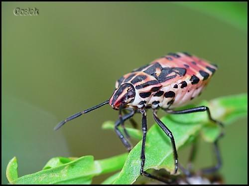 #Chorwacja #makro #owadyChorwacja #owady