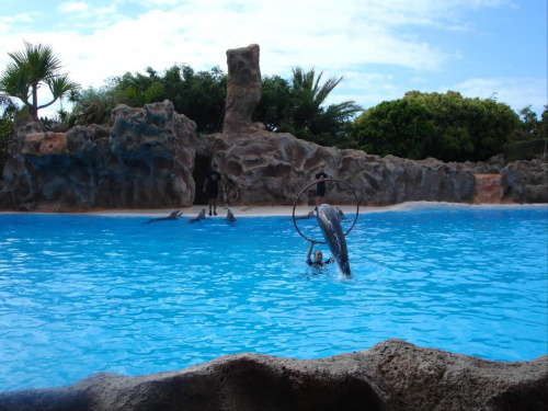 Pokaz delfinów w Loro Parque. #teneryfa #LoroParque #delfiny #pokaz