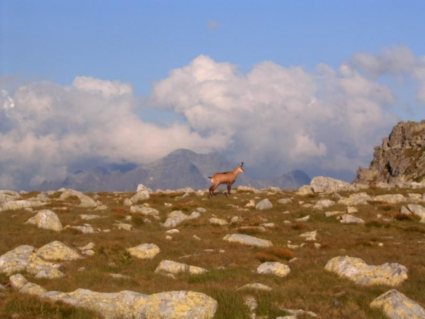 #tatry