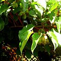 kiwi #kiwi #ogród