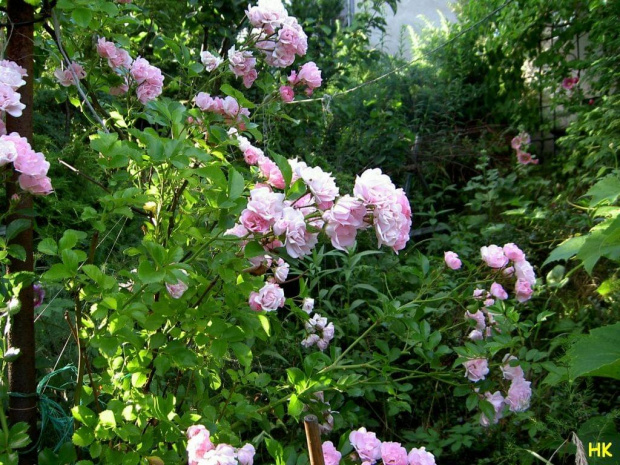 #róże #ogród
