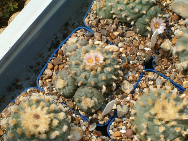 Lophophora williamsii