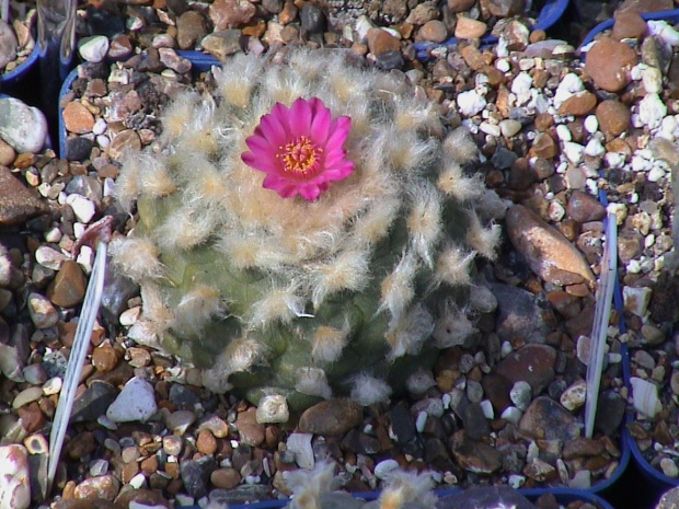 Lophophora williamsii v. jourdaniana #LophophoraWilliamsii