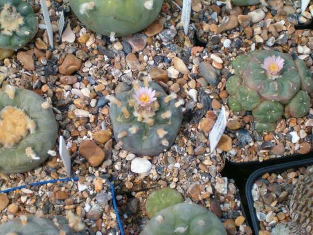 Lophophora williamsii v. koehresii #LophophoraWilliamsii