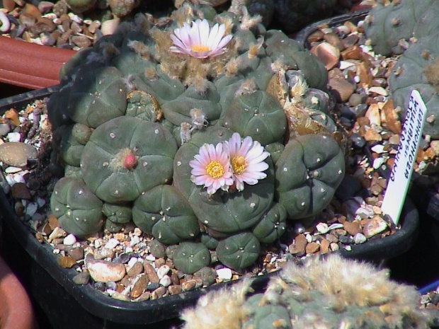 Lophophora williamsii