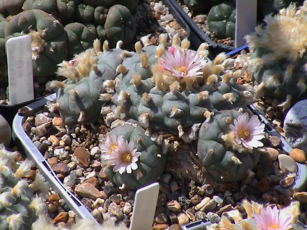 Lophophora williamsii