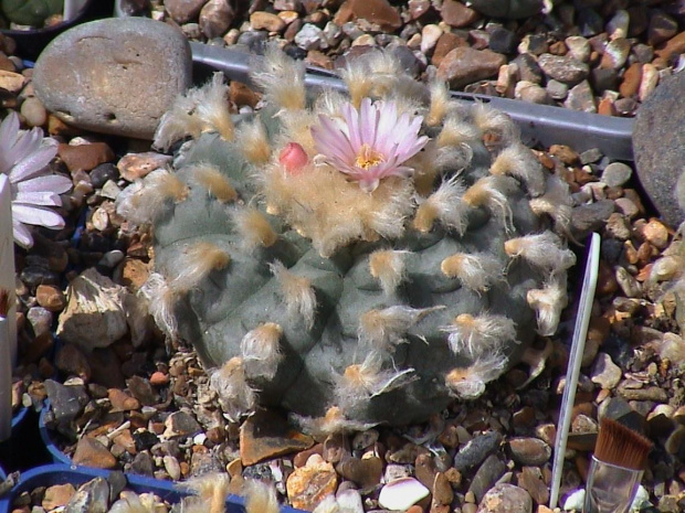 Lophophora williamsii EL Huizache #LophophoraWilliamsii