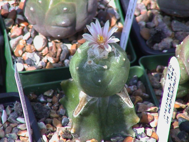 Lophophora sp San Francisco SLP #LophophoraWilliamsii