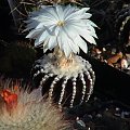 Discocactus horstii