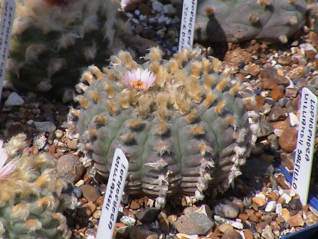 Lophophora williamsii SALTILLO #LophophoraWilliamsii