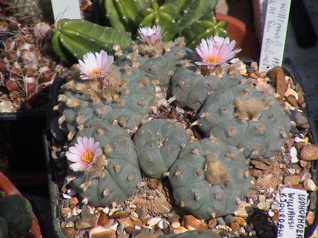 Lophophora williamsii San Rafael #LophophoraWilliamsii