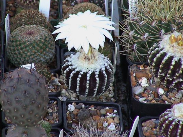 Discocactus horstii