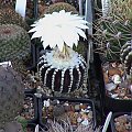 Discocactus horstii