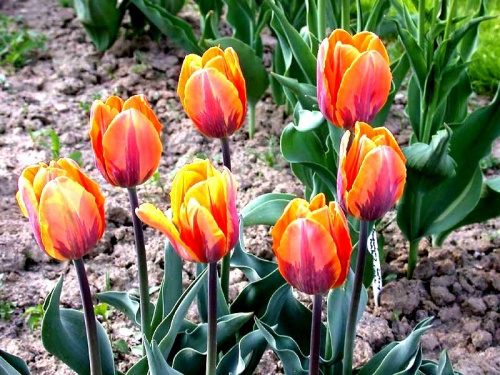 Tulipany #tulipan