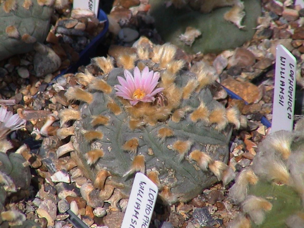 Lophophora williamsii