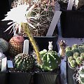 Echinopsis subdenudata