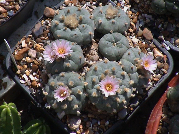 Lophophora williamsii San Rafael #LophophoraWilliamsii