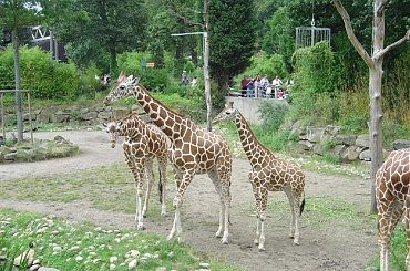 #Zoo