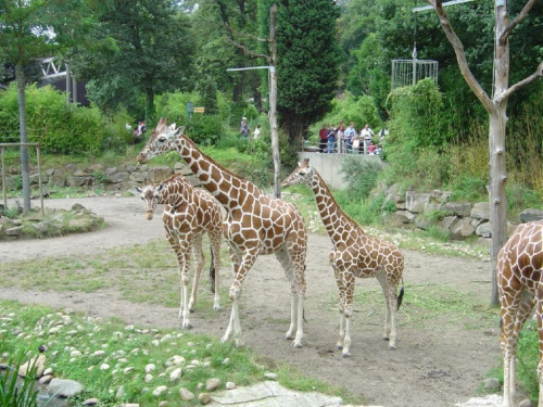 #Zoo