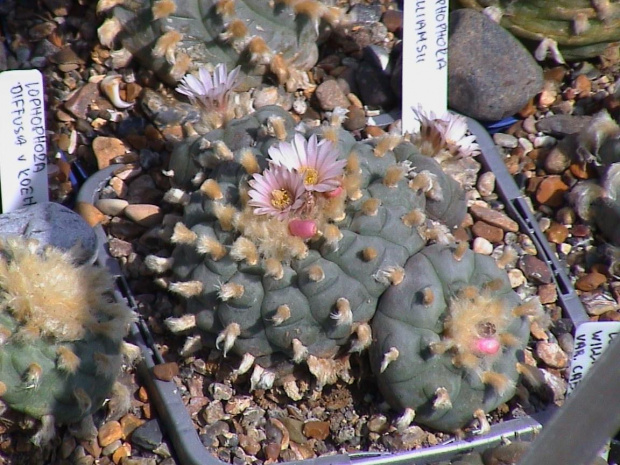 Lophophora williamsii