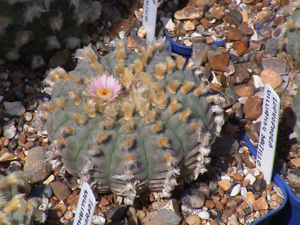 Lophophora williamsii SALTILLO #LophophoraWilliamsii