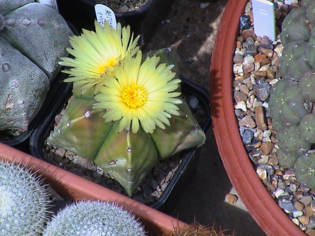 Astrophytum myriostigma v nudum #AstrophytumMyriostigma