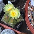 Astrophytum myriostigma v nudum #AstrophytumMyriostigma