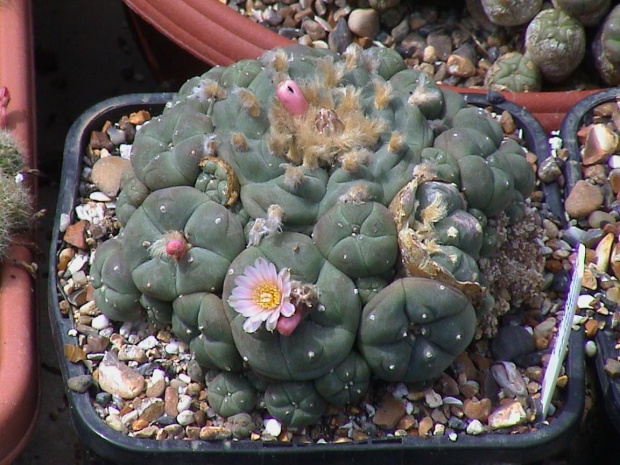 Lophophora williamsii