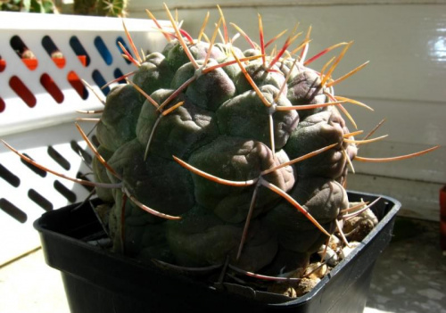 thelocactus