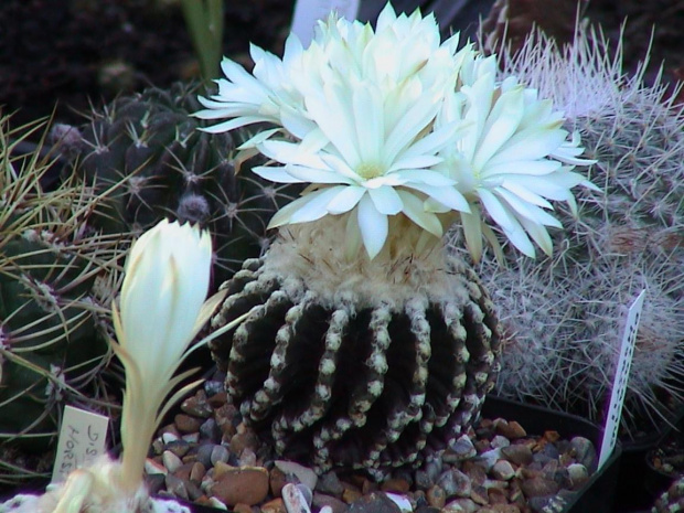 Discocactus horstii