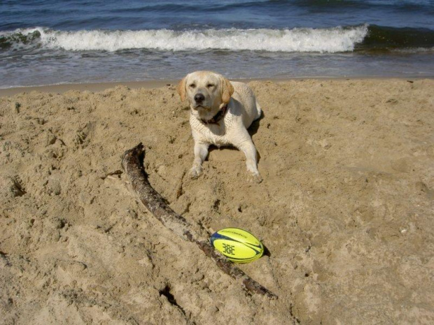 może piłeczkę ktos rzuci?albo kija? #pies #labrador