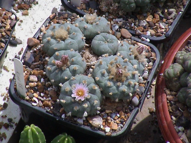 Lophophora williamsii San Rafael #LophophoraWilliamsii